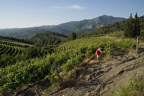 porto carras vineyard