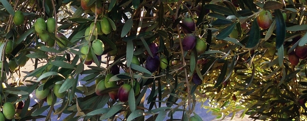 sithonia olives