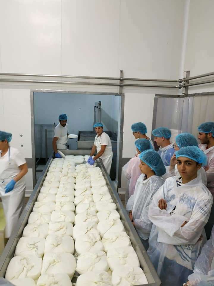 sithonia cheese story factory production