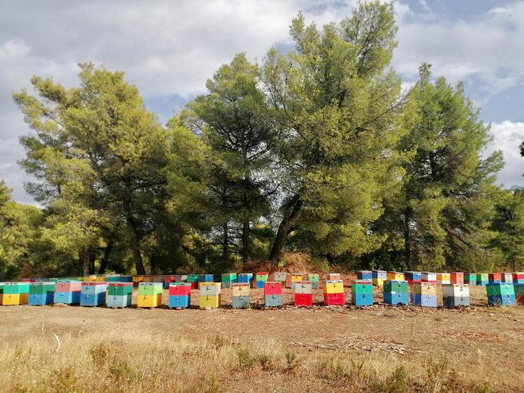 sithonia honey bee hives