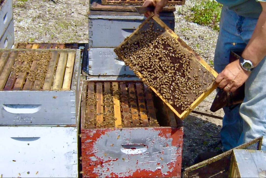 sithonia honey beekeeper hives