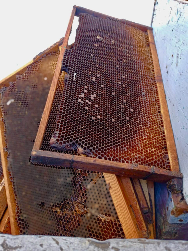 sithonia honey hive