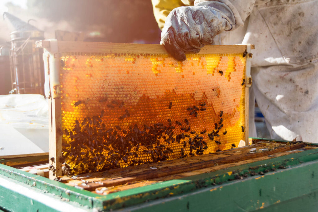 sithonia honey health process