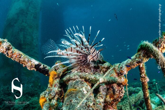 lionfish-sithonia-porto-coufo-nicholas-samaras