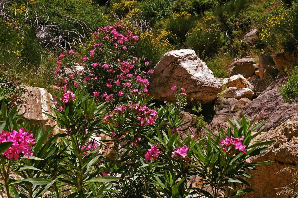 oleander sithonia greece