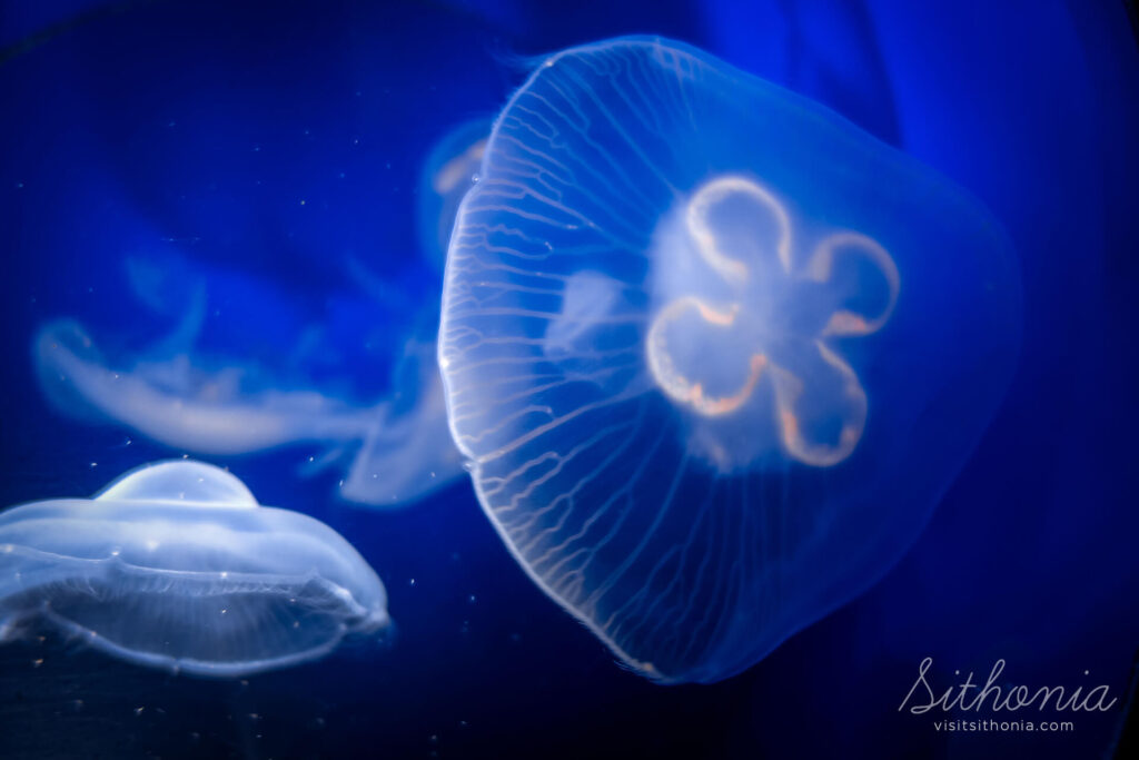 Aurelia aurita Moon Jellyfish