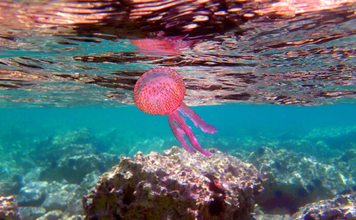 Purple Jellyfish Pelagia noctiluca visitsithonia.com