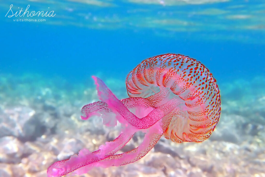 Purple Jellyfish Pelagia noctiluca visitsithoniacom