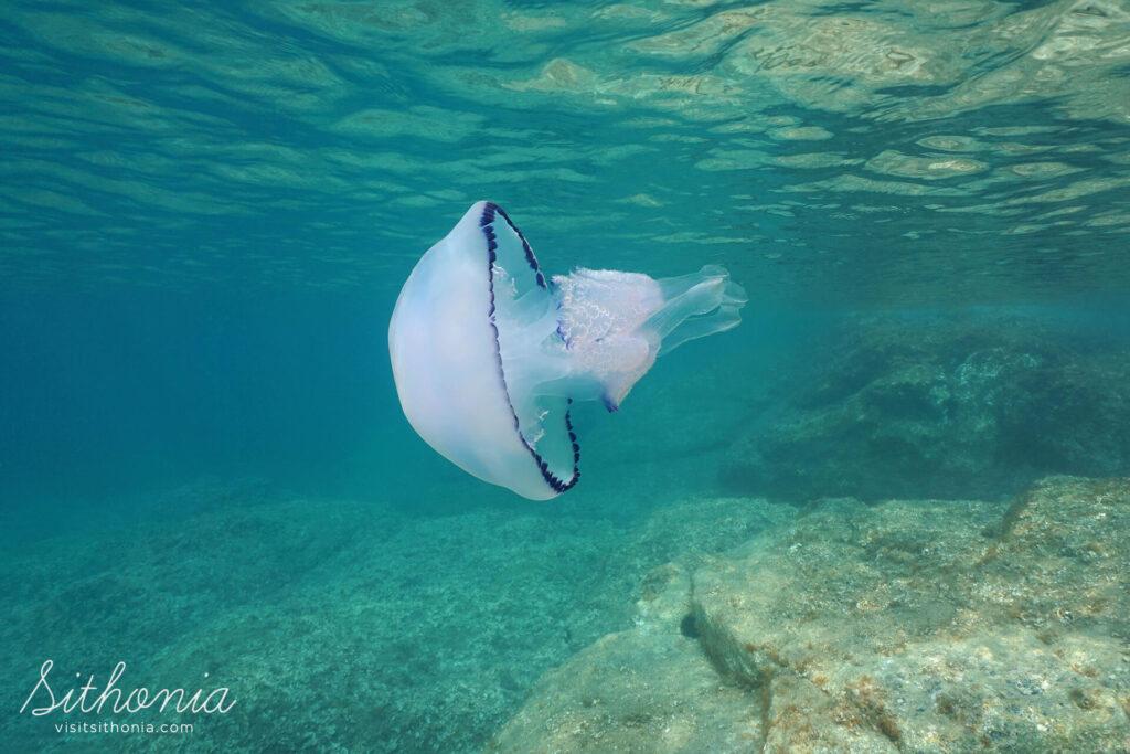 Rhizostoma pulmo Blue Jellyfish