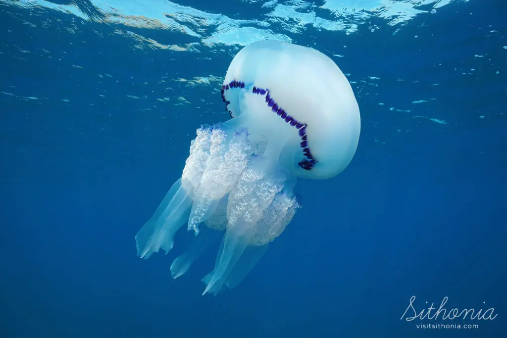 Rhizostoma pulmo Blue Jellyfish