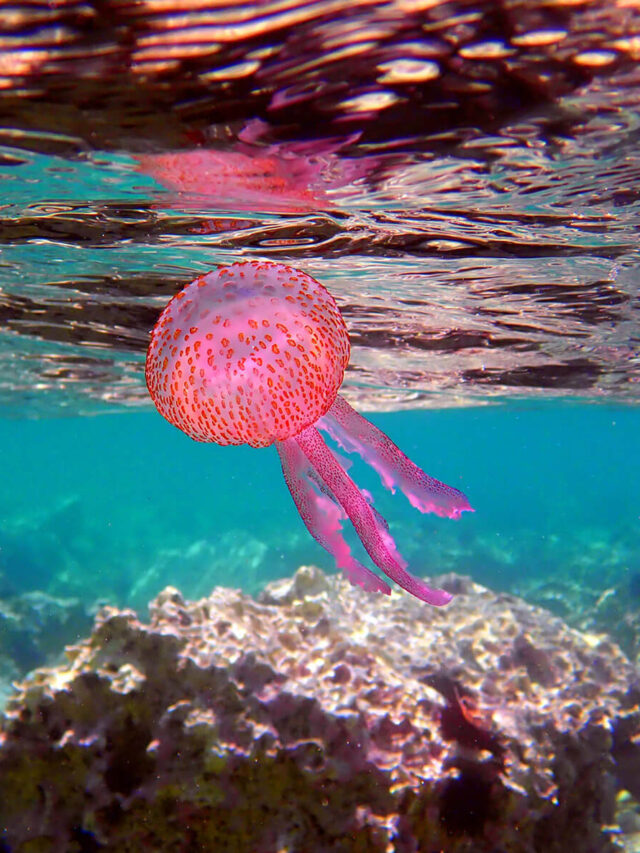 Jellyfish in Greek sea
