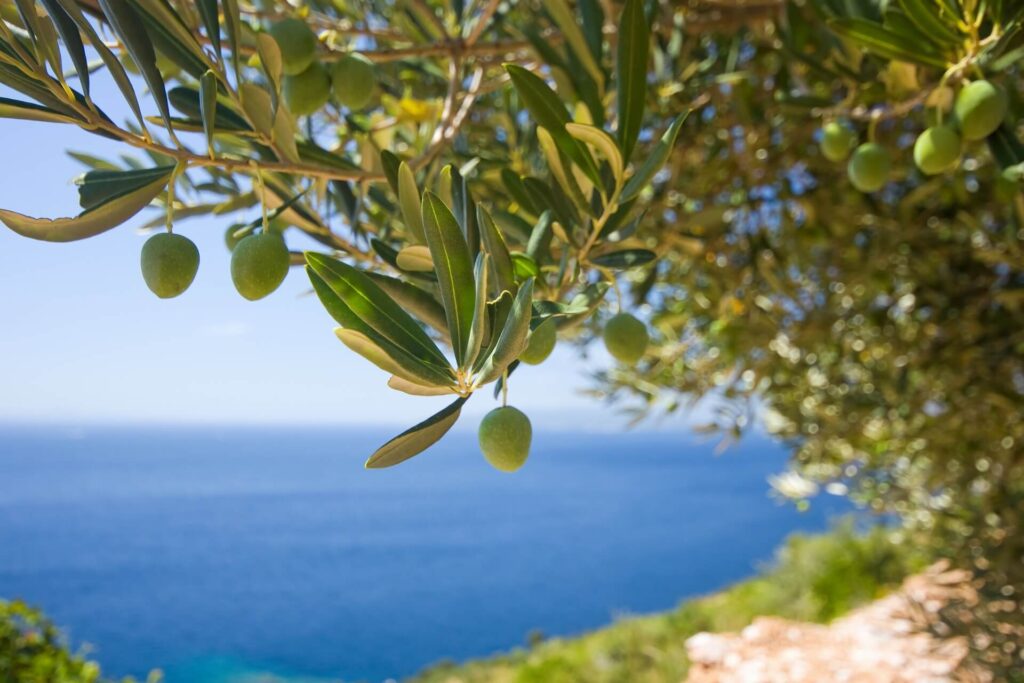 olive-tree-sithonia