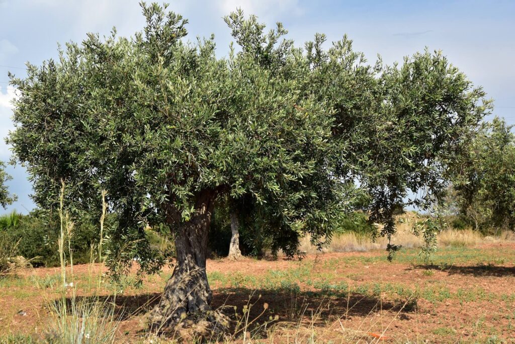 olive-tree-sithonia-greece