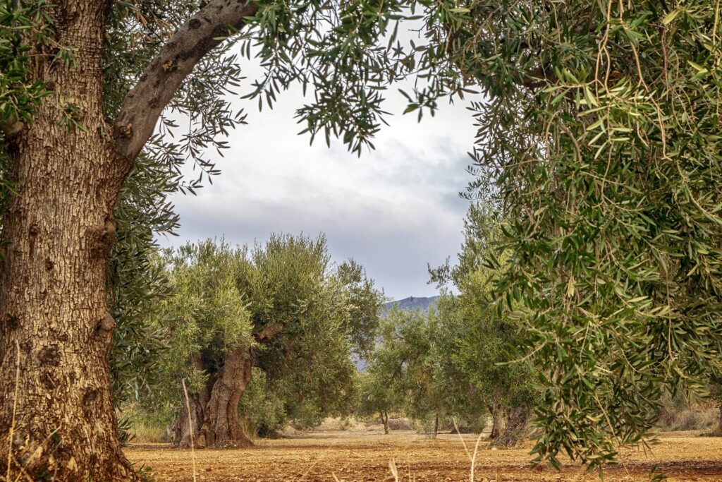 olive-tree-sithonia-halkidiki-greece