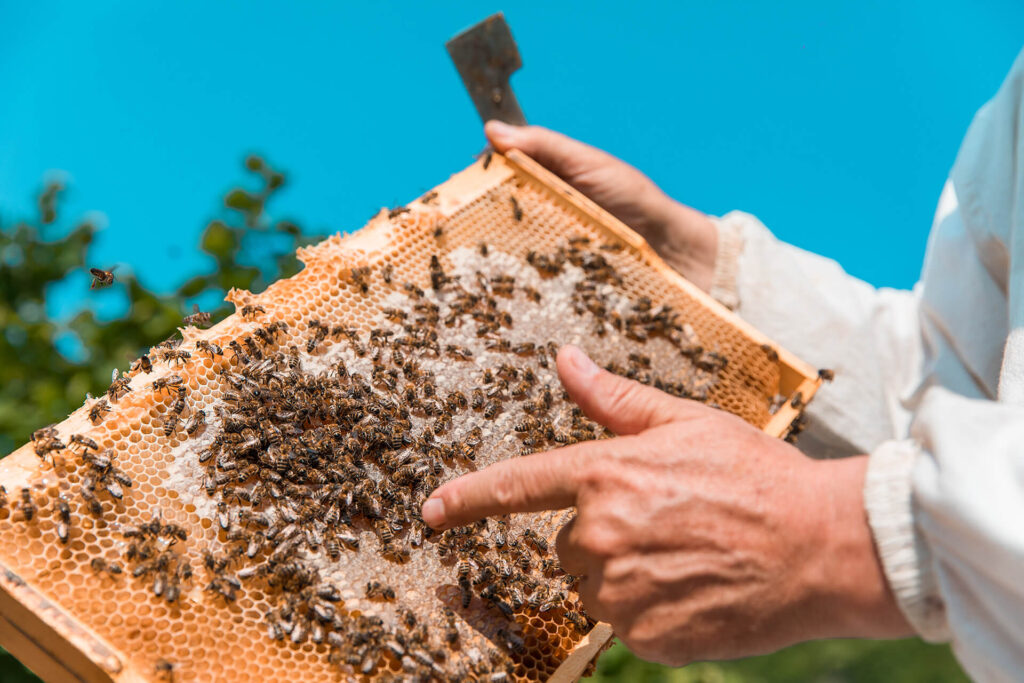 halkidiki-passion-honey-beekeeper-day