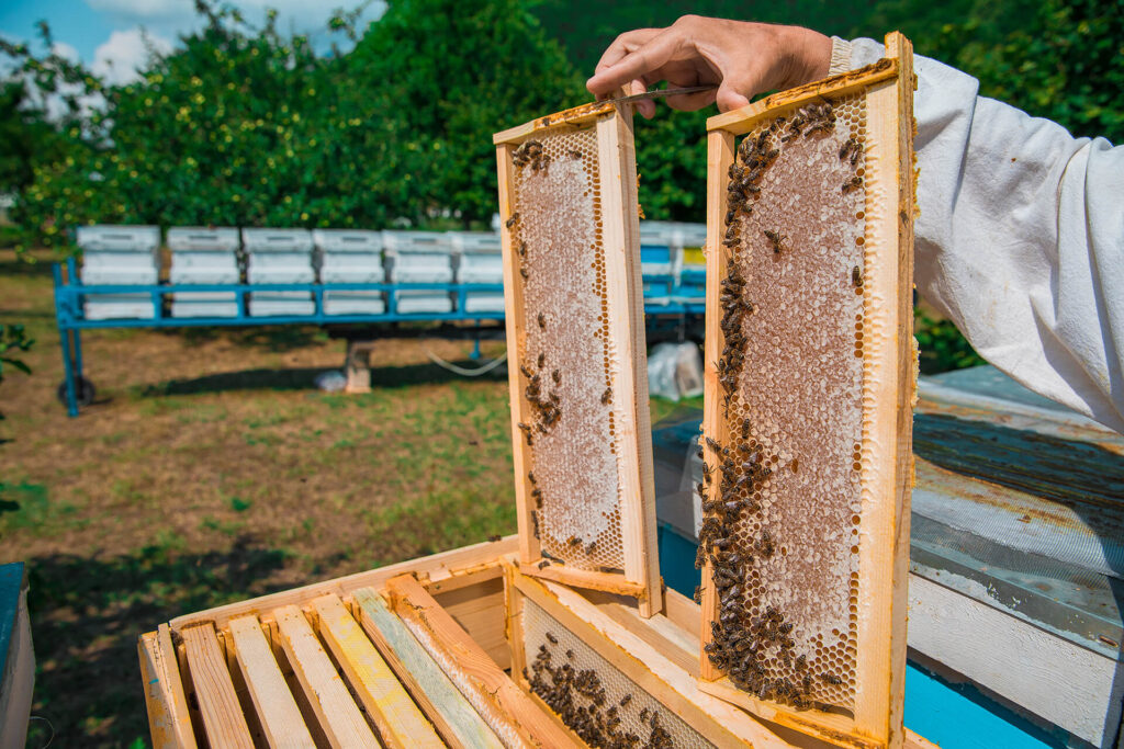 halkidiki-passion-honey-beekeeper-day-bees