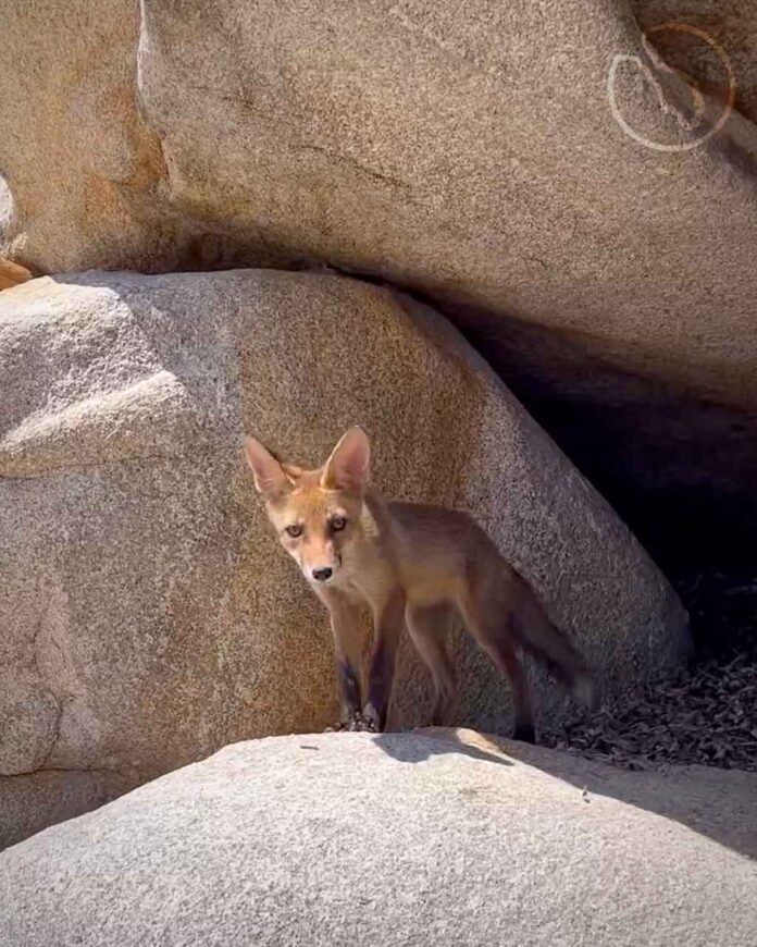 fox-fava-beach-sithonia-halkidiki-greece