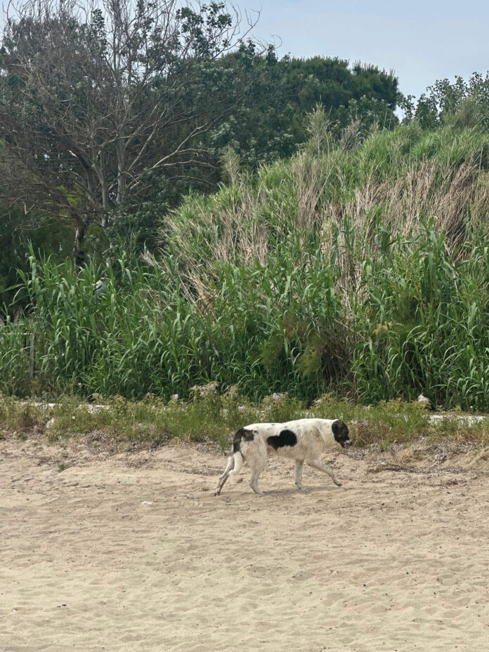 Dog that attacked and fatally injured Djuro in Sithonia, June 2025